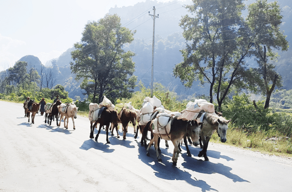 बर्खामा ढुवानी गर्न घोडा–खच्चडकै भर